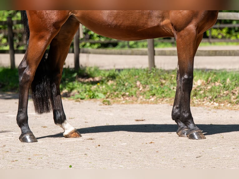 Studbook européen anglo Jument 7 Ans 161 cm Bai in Grote-Brogel