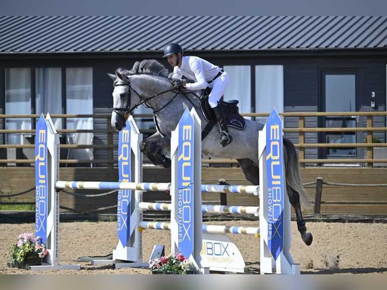 Studbook européen anglo Jument 7 Ans 165 cm Gris in nottingham