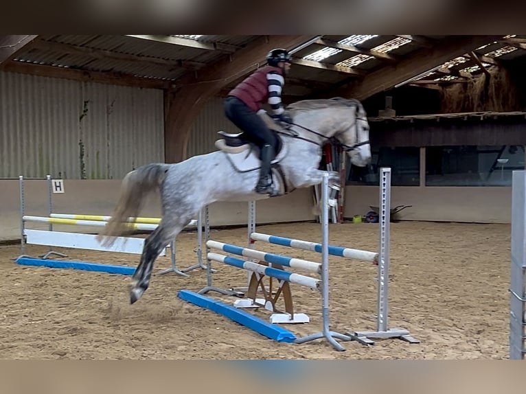 Studbook européen anglo Jument 7 Ans 170 cm Gris pommelé in Würzburg
