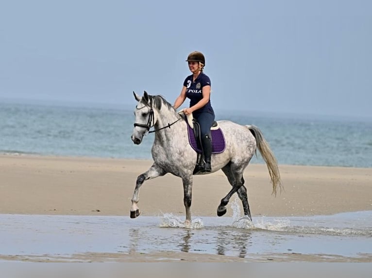 Studbook européen anglo Jument 7 Ans 170 cm Gris pommelé in Würzburg