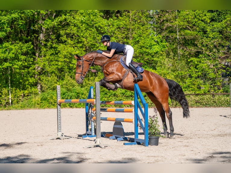 Studbook européen anglo Jument 7 Ans 172 cm Bai in Grote-Brogel