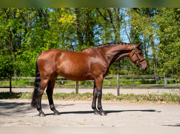 Studbook européen anglo Jument 7 Ans 172 cm Bai in Grote-Brogel