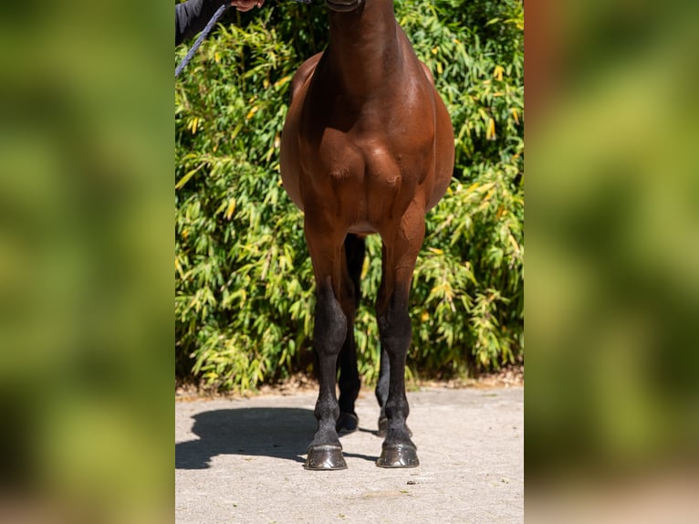Studbook européen anglo Jument 7 Ans 172 cm Bai in Grote-Brogel