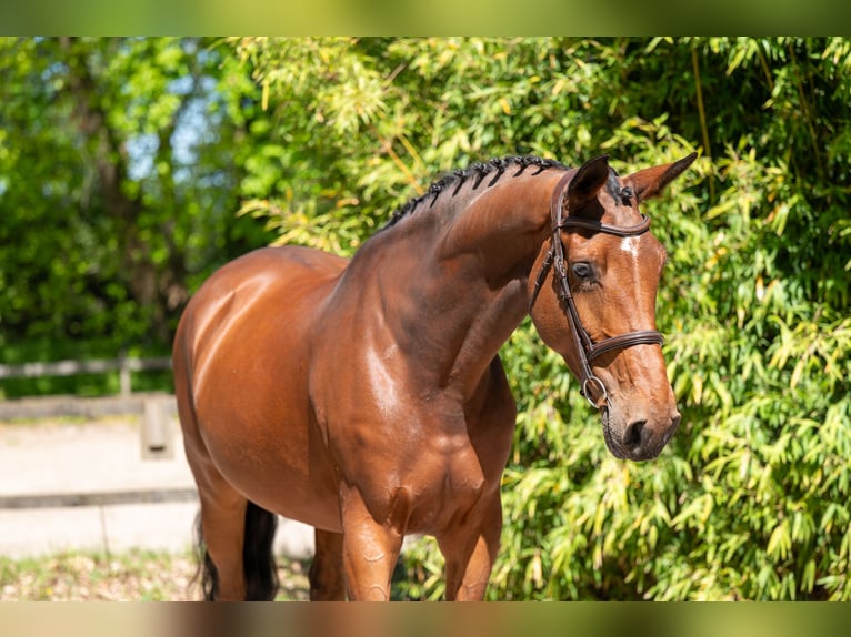 Studbook européen anglo Jument 7 Ans 172 cm Bai in Grote-Brogel