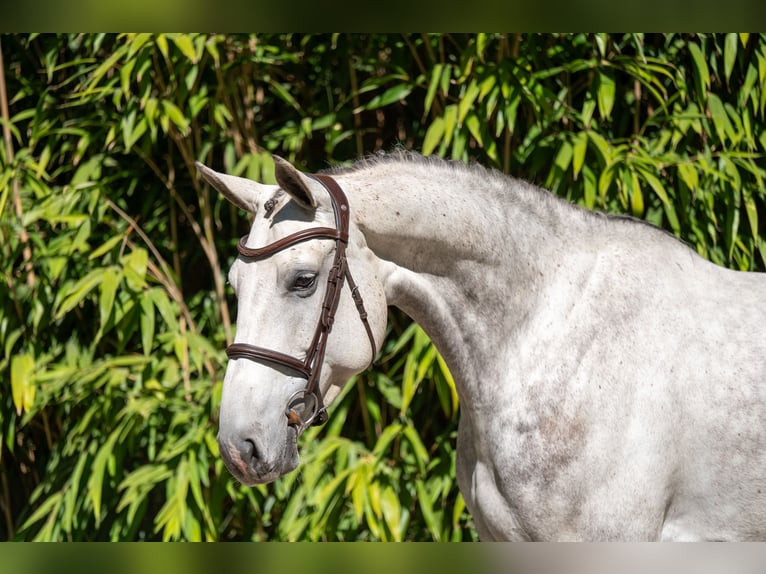 Studbook européen anglo Jument 7 Ans 173 cm Gris in Grote-Brogel