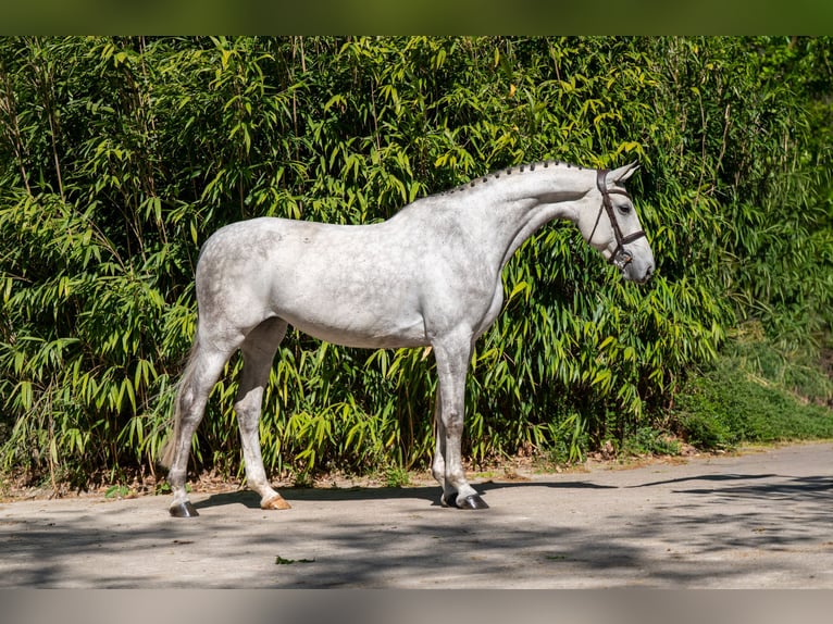Studbook européen anglo Jument 7 Ans 173 cm Gris in Grote-Brogel