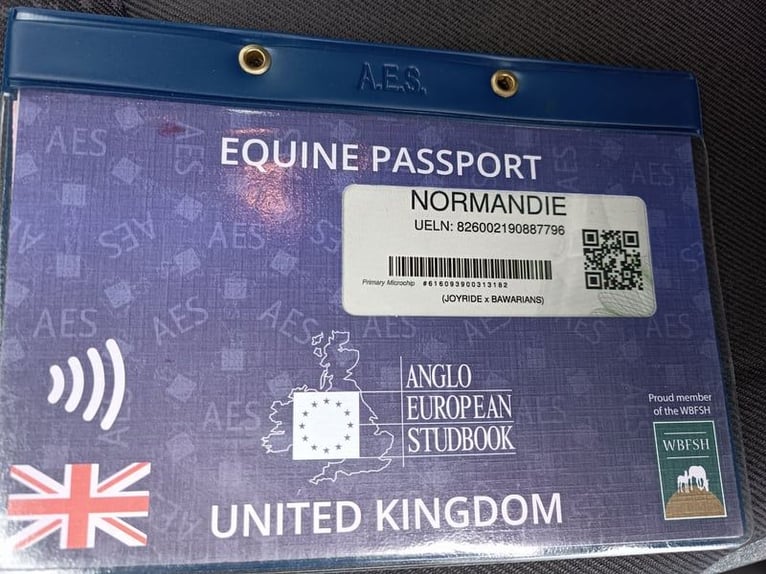 Studbook européen anglo Jument 7 Ans 177 cm Bai cerise in Wojnarowice