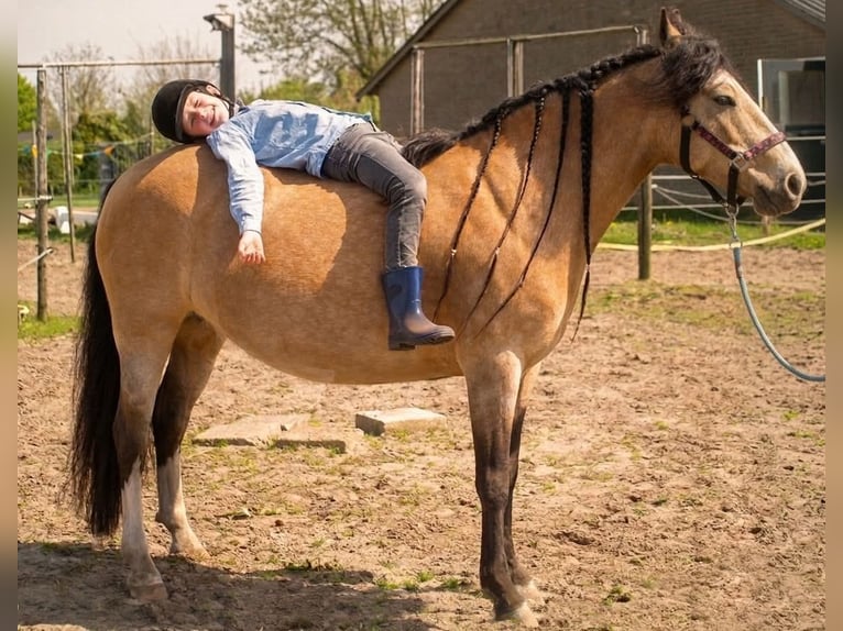 Studbook européen anglo Croisé Jument 8 Ans 135 cm Buckskin in Geffen