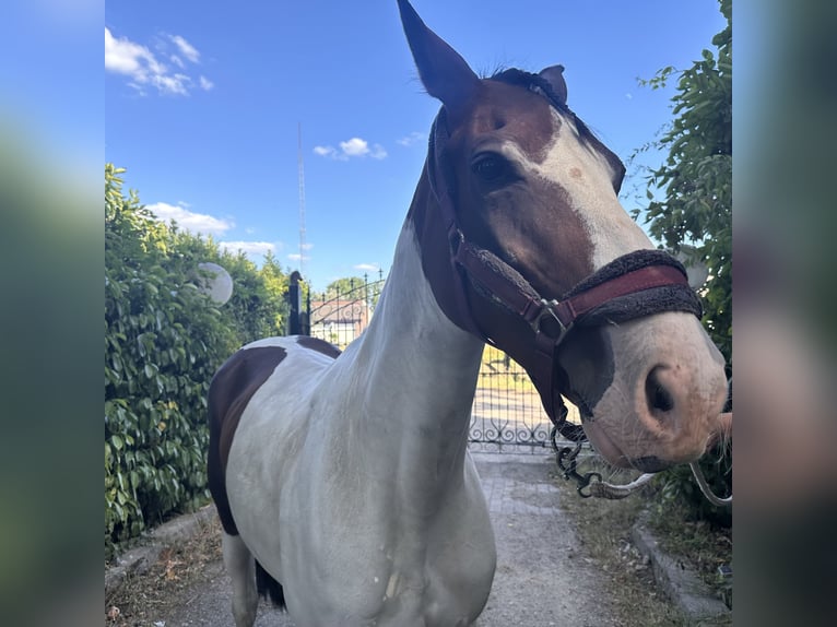 Studbook européen anglo Jument 8 Ans 160 cm Pinto in Heusden zolder