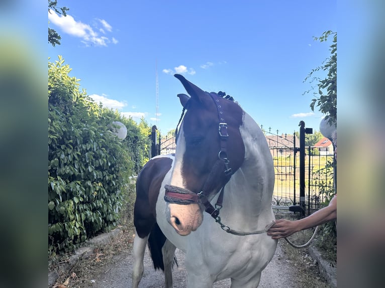 Studbook européen anglo Jument 8 Ans 160 cm Pinto in Heusden zolder