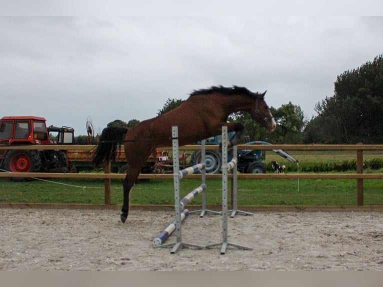 Studbook européen anglo Jument 8 Ans 162 cm Bai in Dussen