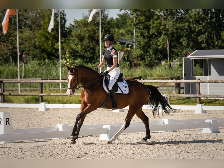 Studbook européen anglo Jument 8 Ans 162 cm Bai in Dussen