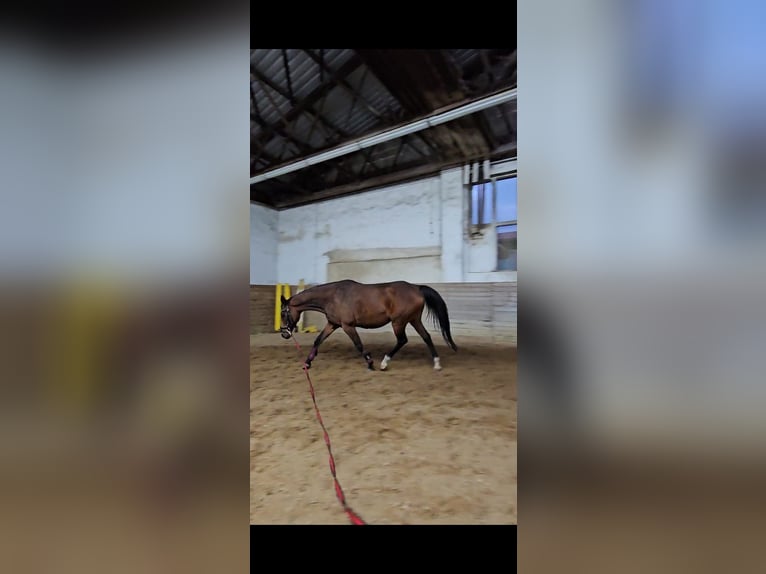 Studbook européen anglo Jument 8 Ans 163 cm Bai in Sperenberg