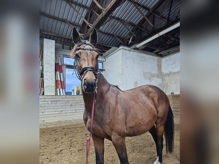 Studbook européen anglo Jument 8 Ans 163 cm Bai in Sperenberg