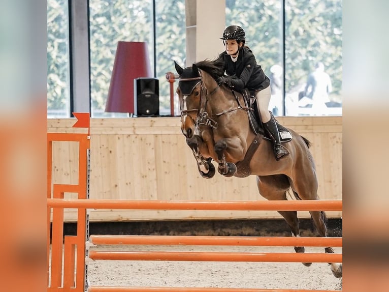 Studbook européen anglo Jument 8 Ans 165 cm Bai in Bucuresti