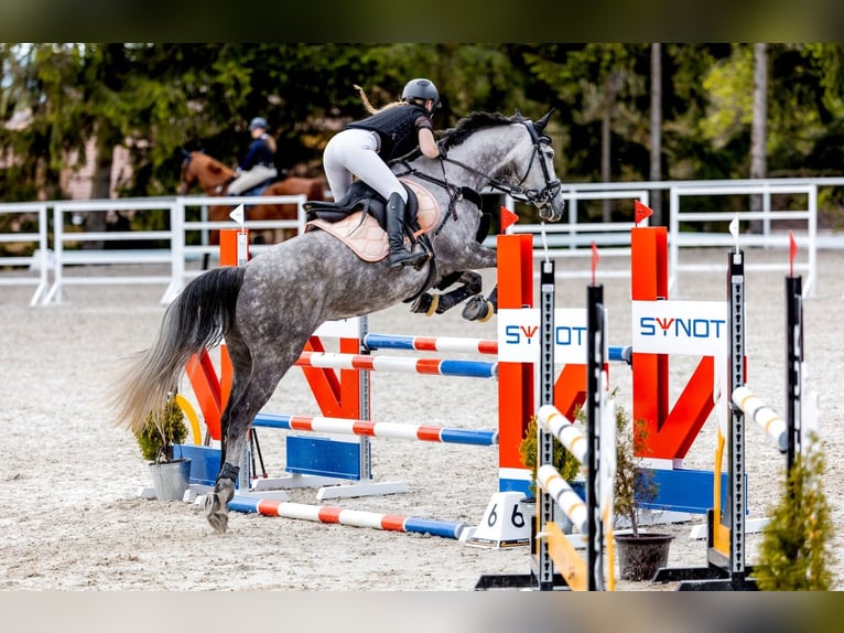 Studbook européen anglo Jument 8 Ans 172 cm Aubère in Humpolec