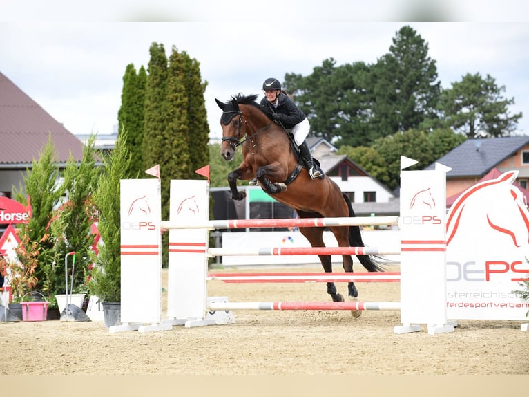 Studbook européen anglo Jument 8 Ans 175 cm Bai in Preding