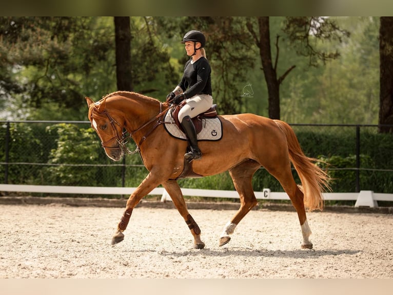 Studbook européen anglo Jument 9 Ans 166 cm Alezan in Grote Brogel