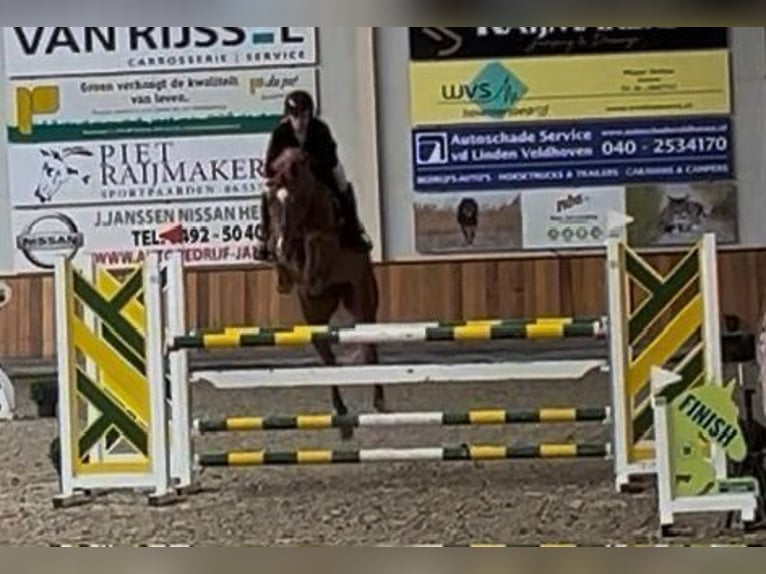 Studbook européen anglo Jument 9 Ans 166 cm Alezan in Grote Brogel