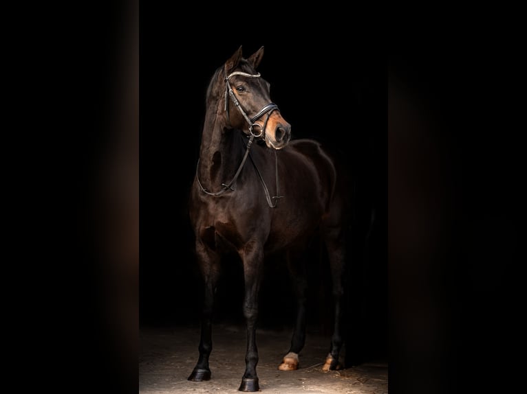 Studbook européen anglo Jument 9 Ans 169 cm Bai brun in Harlingen