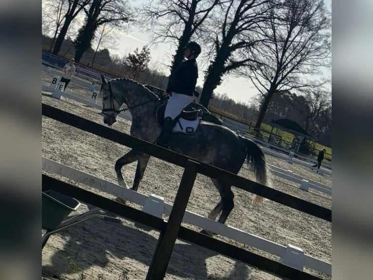 Studbook européen anglo Jument 9 Ans 170 cm Gris in Enschede
