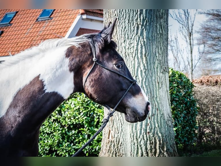 Studbook européen anglo Jument 9 Ans 170 cm Pinto in Zwiggelte