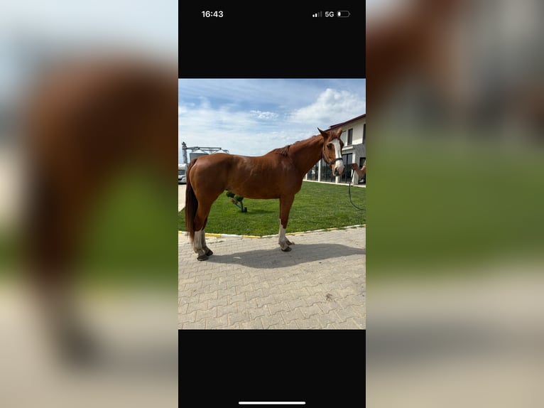 Studbook européen anglo Jument 9 Ans 173 cm Alezan brûlé in Pleven