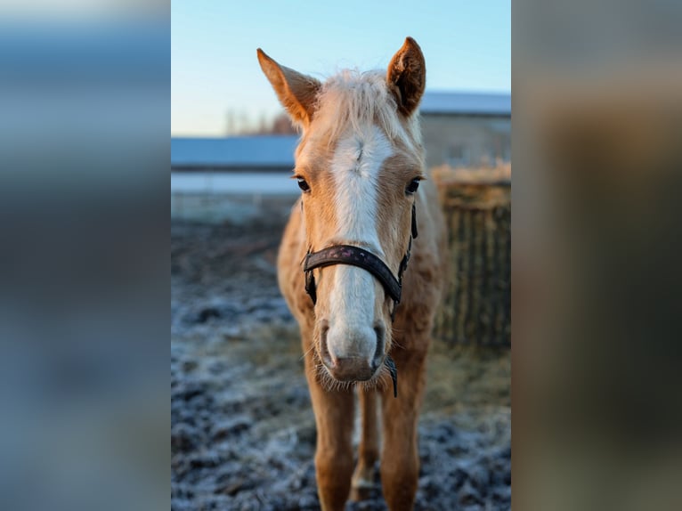 Studbook européen anglo Jument Poulain (06/2025) 160 cm Palomino in BlękwitZłotów