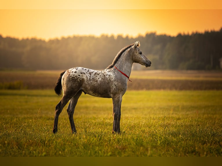 Studbook européen anglo Jument Poulain (06/2025) 170 cm Léopard in siedliska