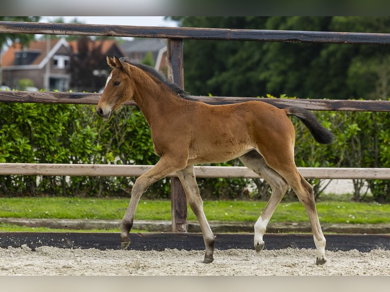 Studbook européen anglo Jument Poulain (04/2026) Bai clair in Waddinxveen