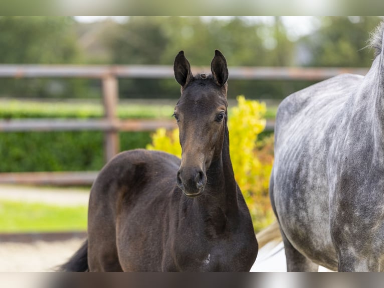 Studbook européen anglo Jument Poulain (05/2025) Gris in Waddinxveen