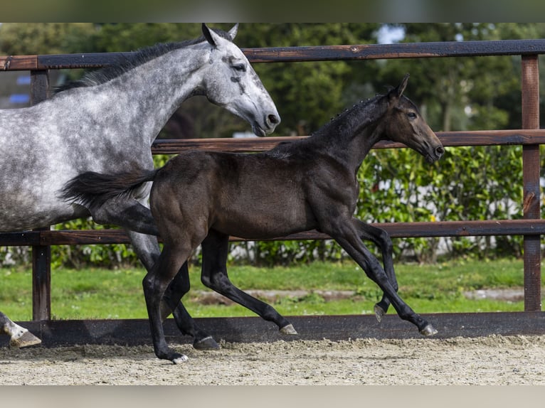 Studbook européen anglo Jument Poulain (05/2025) Gris in Waddinxveen