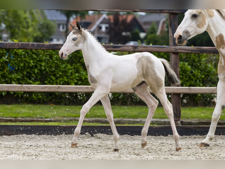 Studbook européen anglo Jument Poulain (04/2026) Pinto in Waddinxveen