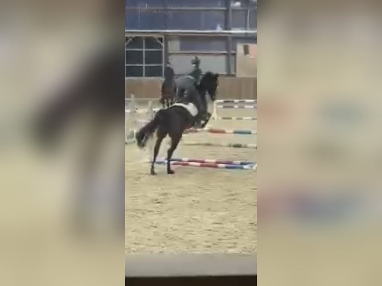 Studentin sucht Reitbeteiligung