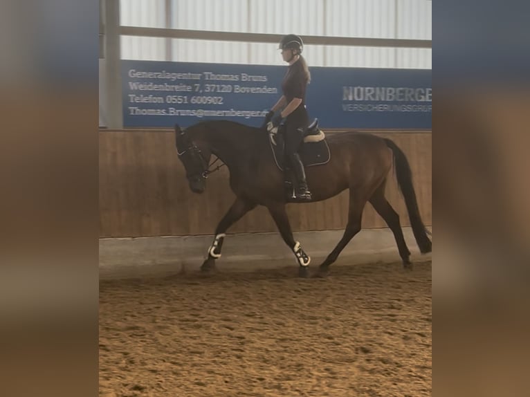 Studentin sucht Reitbeteiligung