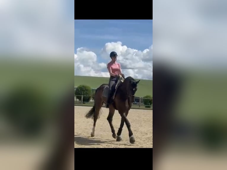 Studentin sucht Reitbeteiligung