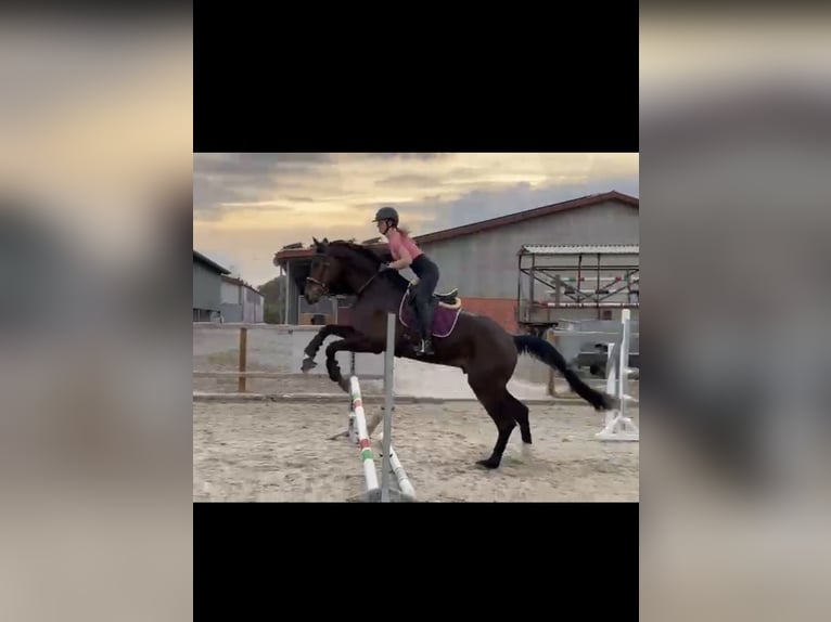 Studentin sucht Reitbeteiligung