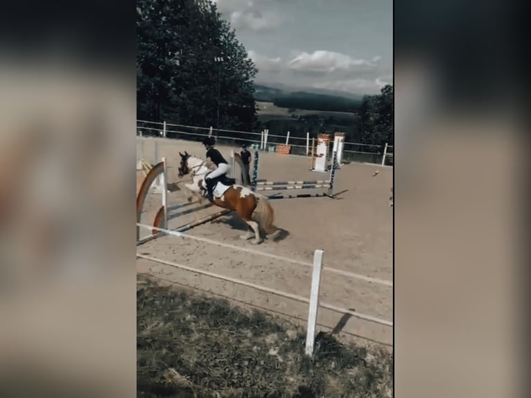 Such eine Reitbeteiligung in meiner nähe