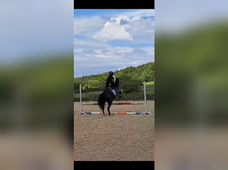 Such RB Springpferd