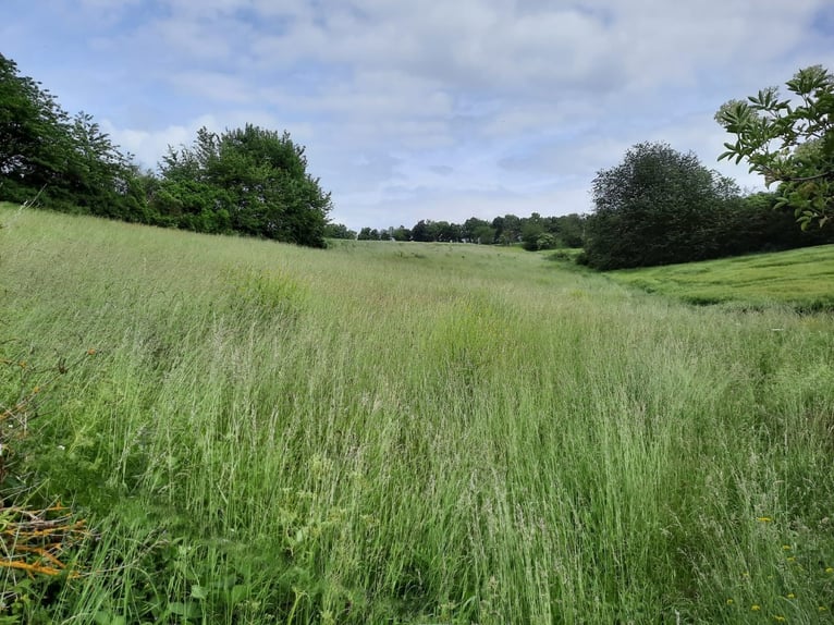 Suche Beistellpferd Criollo/Mix (Wallach bis 1,55 m) als Gesellschaft – 56075 + deutschlandweit