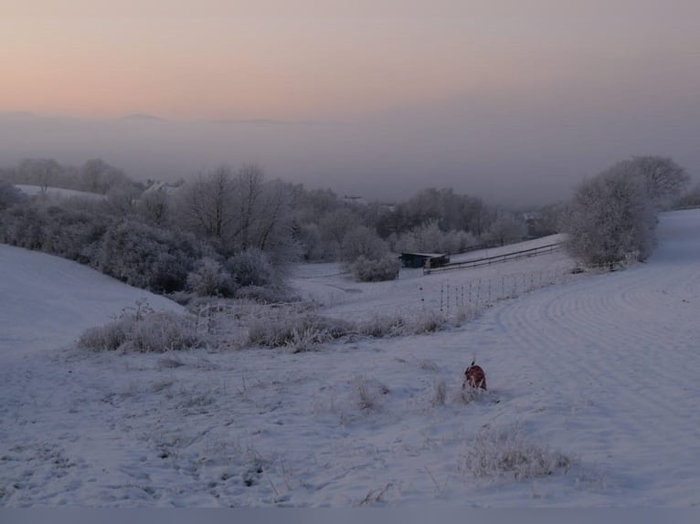 Suche Beistellpferd Criollo/Mix (Wallach bis 1,55 m) als Gesellschaft – 56075 + deutschlandweit