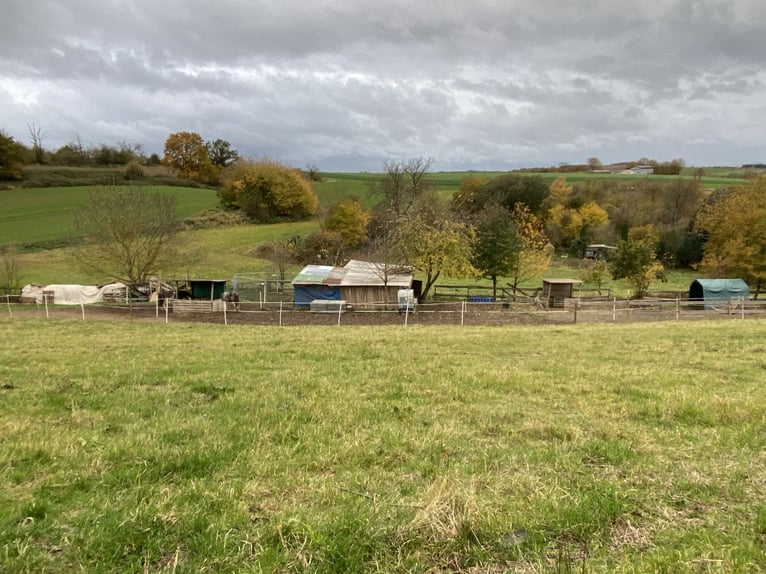 Suche Beistellpferd Criollo/Mix (Wallach bis 1,55 m) als Gesellschaft – 56075 + deutschlandweit