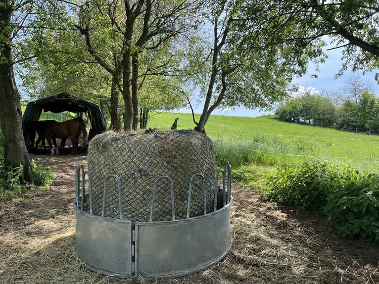 Suche Beistellpferd Criollo/Mix (Wallach bis 1,55 m) als Gesellschaft – 56075 + deutschlandweit