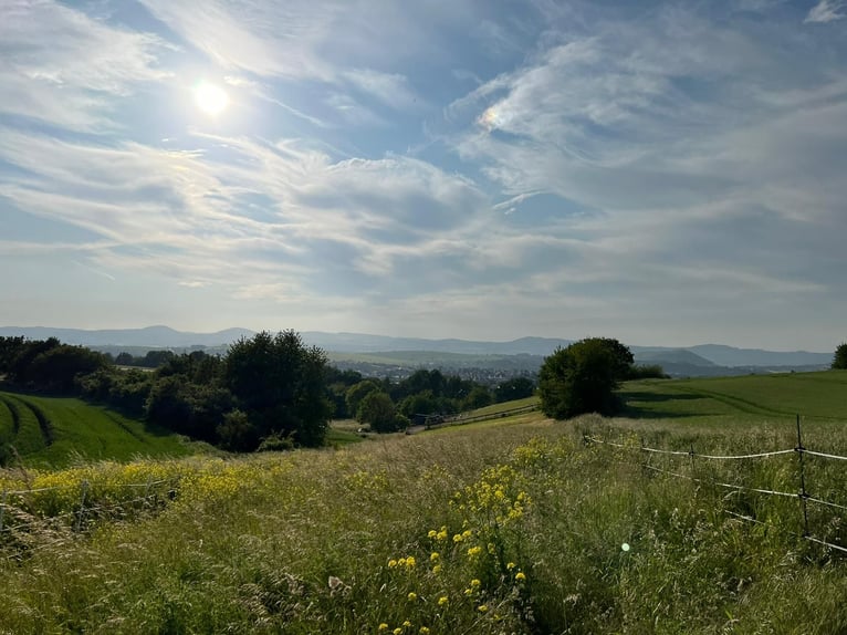 Suche Beistellpferd Criollo/Mix (Wallach bis 1,55 m) als Gesellschaft – 56075 + deutschlandweit