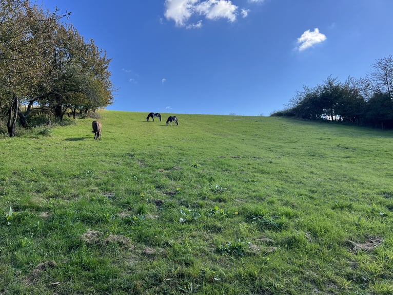 Suche Beistellpferd Criollo/Mix (Wallach bis 1,55 m) als Gesellschaft – 56075 + deutschlandweit