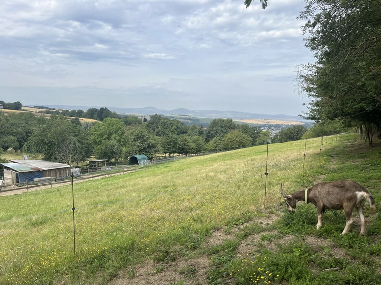 Suche Beistellpferd Criollo/Mix (Wallach bis 1,55 m) als Gesellschaft – 56075 + deutschlandweit