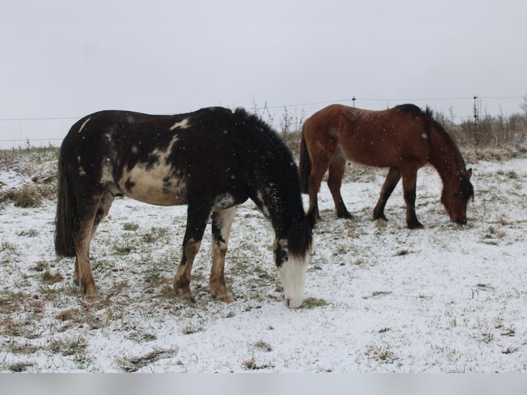 Suche Beistellpferd Criollo/Mix (Wallach bis 1,55 m) als Gesellschaft – 56075 + deutschlandweit