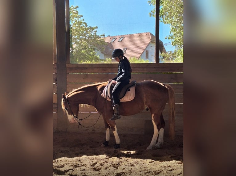 Suche braves Pferd-Pony