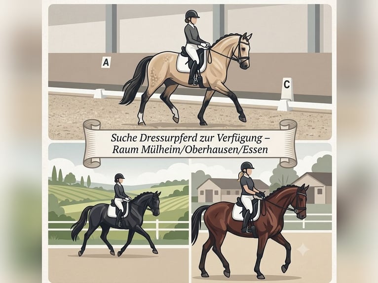 Suche Dressurpferd zur Verfügung ( Kostenübernahme nach Absprache) Raum Mülheim / Oberhausen / Essen