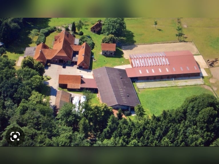 Suche Dressurpferd zur Verfügung 